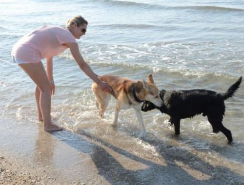 Camping Low Cost Emilia Romagna Mare | Cani Ammessi - Camping Reno